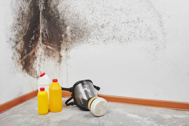 Best Health and Safety Mold Remediation in Castle Pines Village, CO