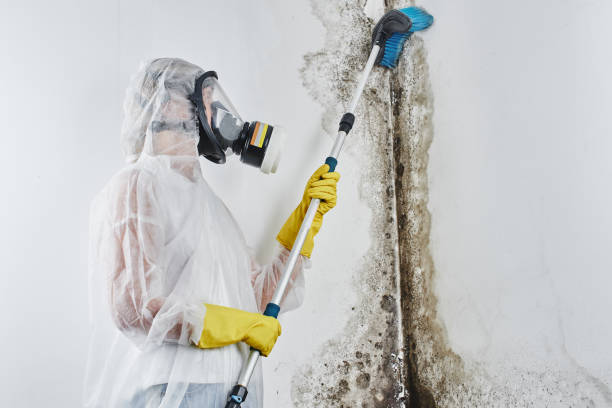 Best Industrial Mold Remediation in Castle Pines Village, CO