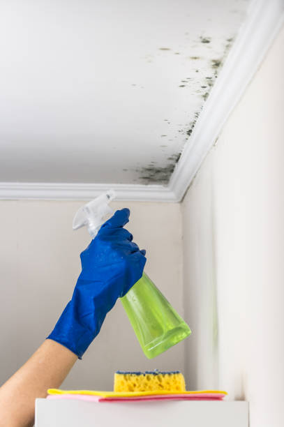 Best Basement Mold Remediation in Castle Pines Village, CO